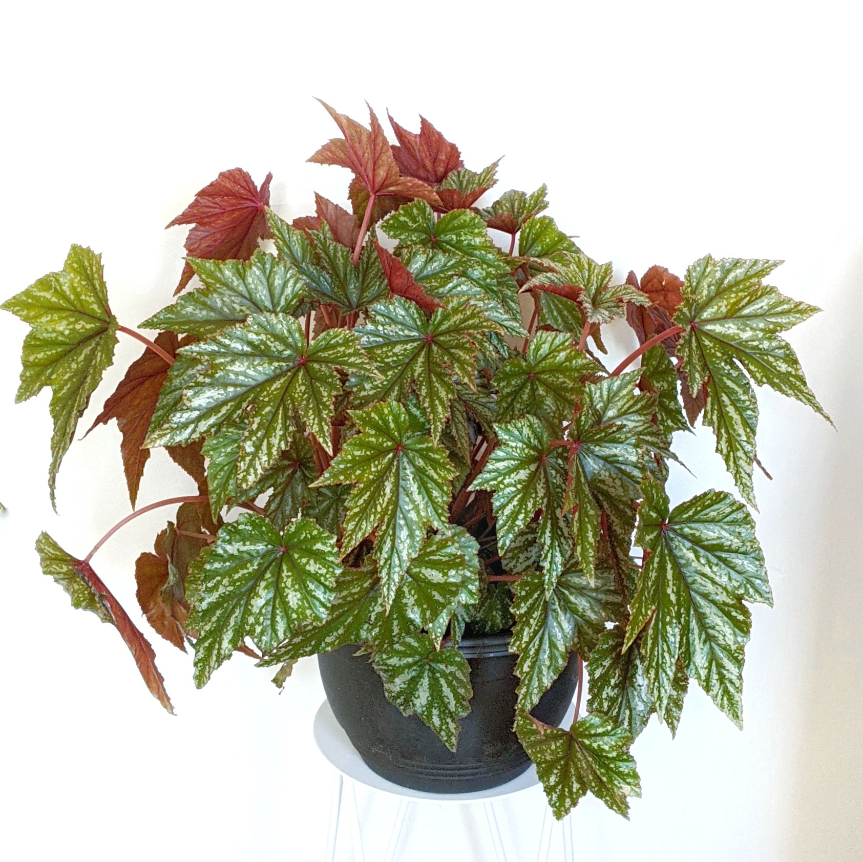 Begonia 'Gryphon' - 25cm pot